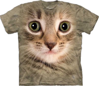 s_ch_Kitten_Face_103353ix.jpg